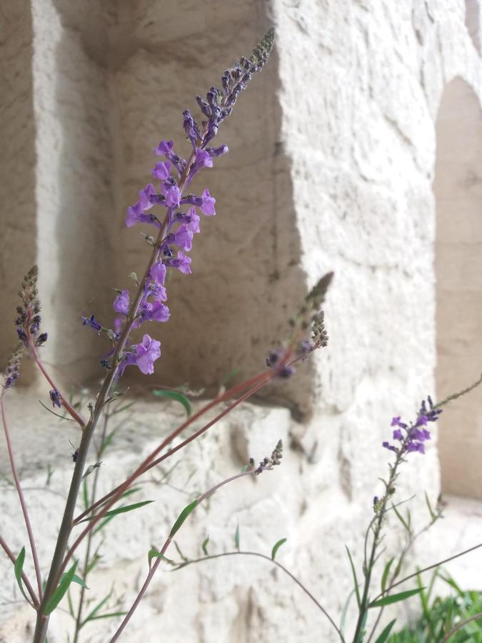 Trulli Di Puglia - Casa Vacanze In Valle D'Itria Martina Franca Eksteriør billede
